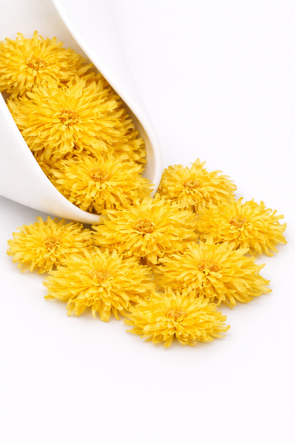 CHRYSANTHEMUM | JǔHuā